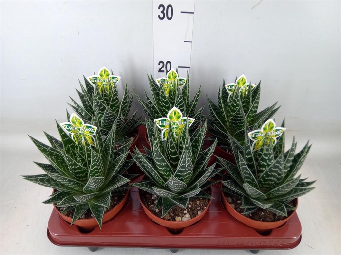 <h4>Aloe aristata 'Tiki Tahi'</h4>