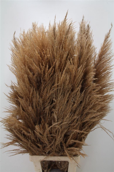 <h4>Sacuaras Gedroogd</h4>