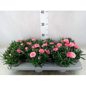 Dianthus  'Oscar Pink'