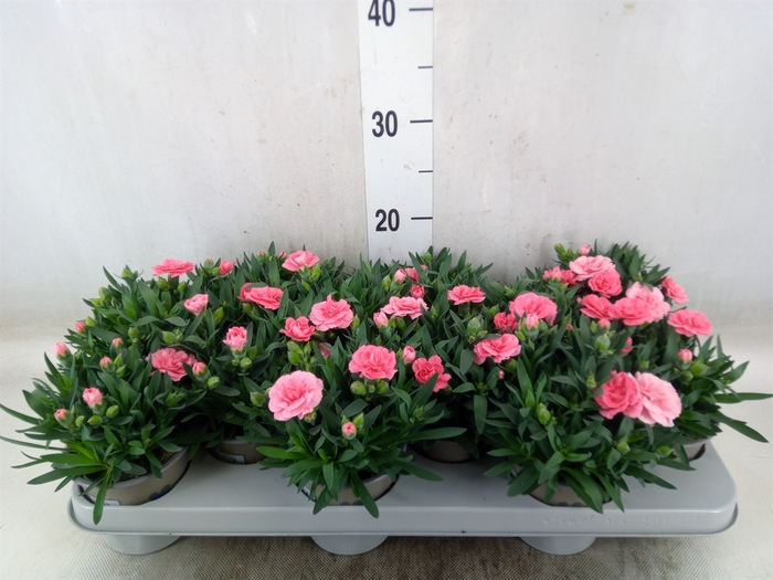 <h4>Dianthus  'Oscar Pink'</h4>