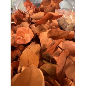 GESTABILISEERD EUC STUARTIANA ORANJE