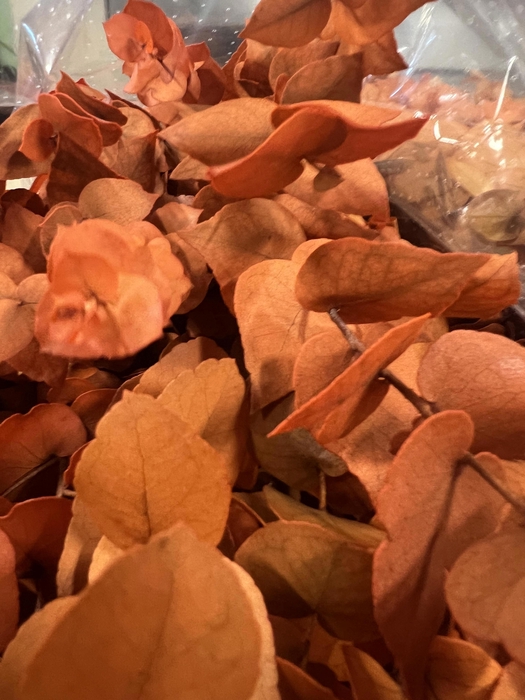 <h4>GESTABILISEERD EUC STUARTIANA ORANJE</h4>