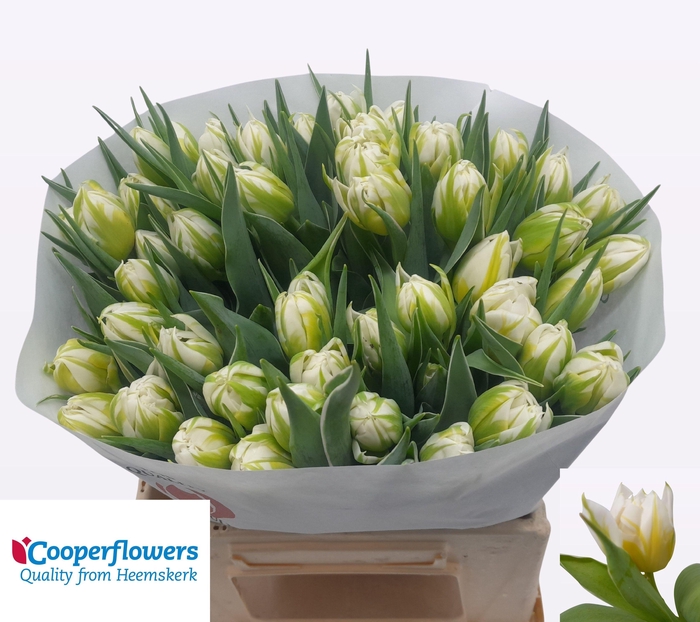 <h4>TU DU PASSWORD</h4>