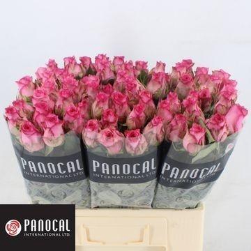 <h4>R GR PINK SHADOW</h4>