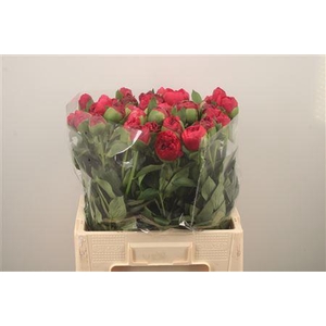 Paeo L Com Performance