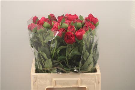 <h4>Paeo L Com Performance</h4>