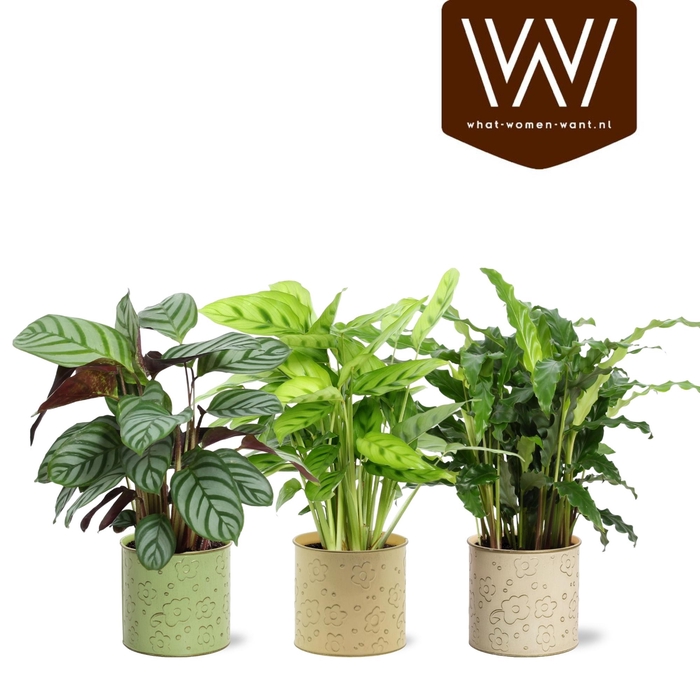 <h4>ARR KAMERPL GROEN</h4>