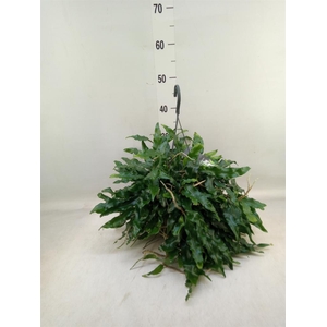 Microgramma nitida 'Monkeyhill'