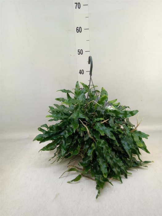 <h4>Microgramma nitida 'Monkeyhill'</h4>