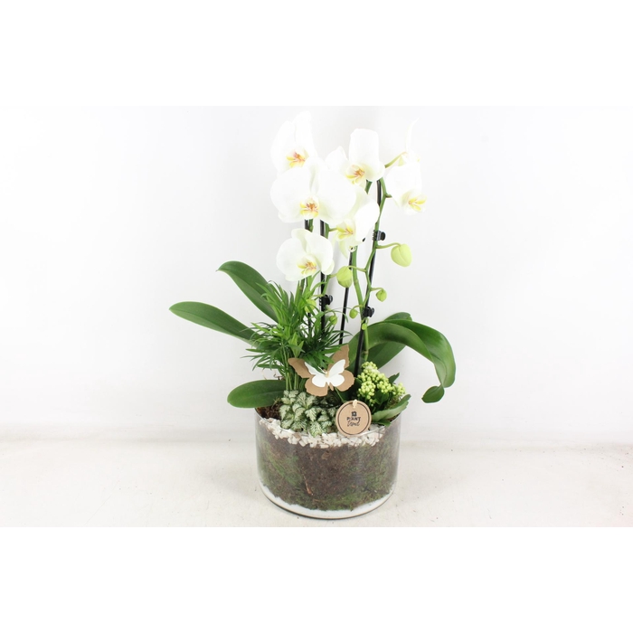 <h4>Arr2 Pl - Glas Cilinder Phal. Wit</h4>