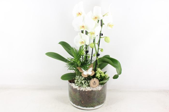 Arr2 Pl - Glas Cilinder Phal. Wit