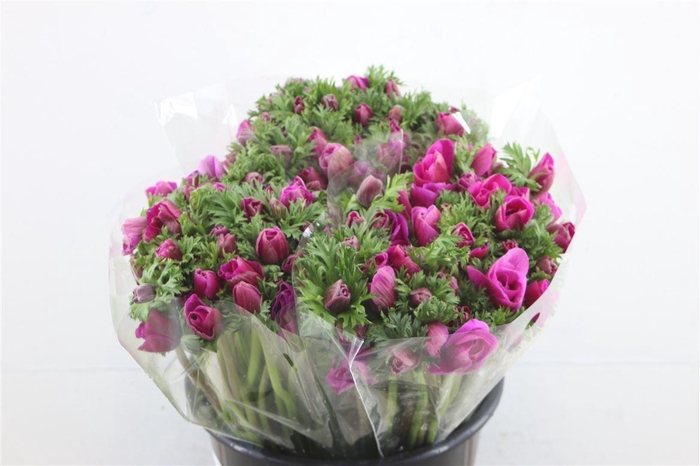 <h4>Anem Ex Purple</h4>