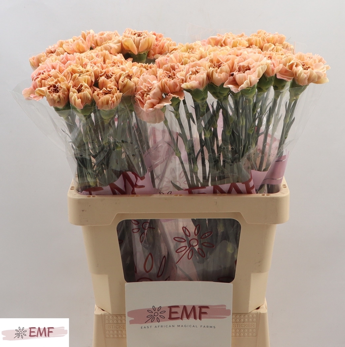 <h4>DI ST SAONA+</h4>