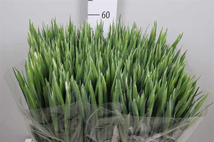 <h4>Iris White Magic</h4>