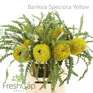 Banksia Speciosa Yellow