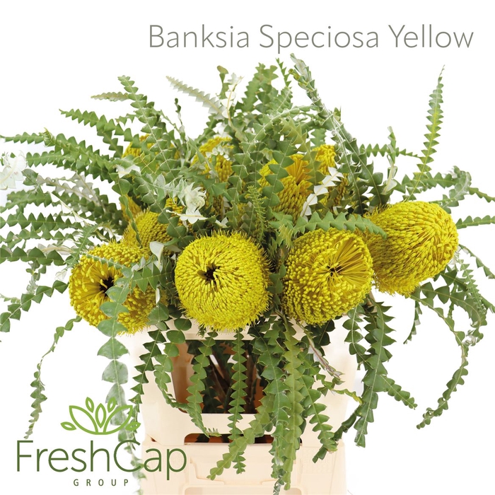 <h4>Banksia Speciosa Yellow</h4>