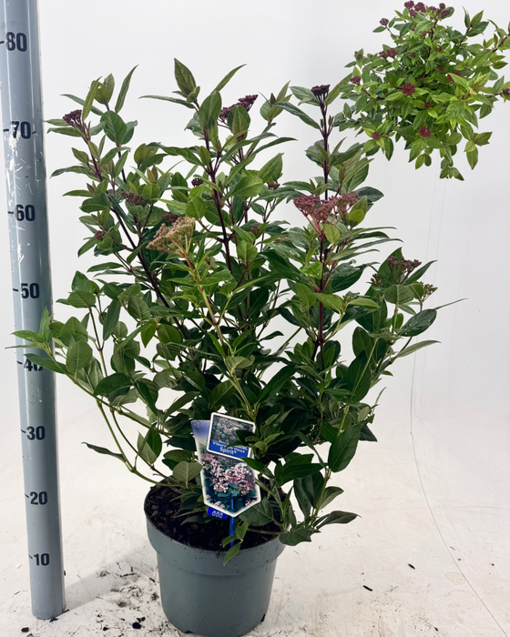 <h4>VIBU TINUS SPIRIT</h4>