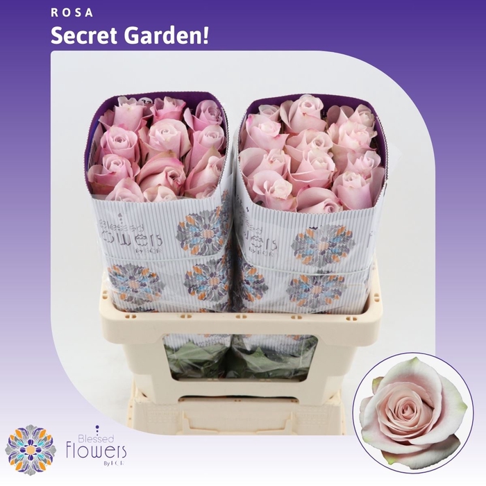 <h4>Rosa Gr Secret Garden!</h4>