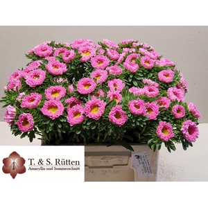 CALLIS MATS PINK