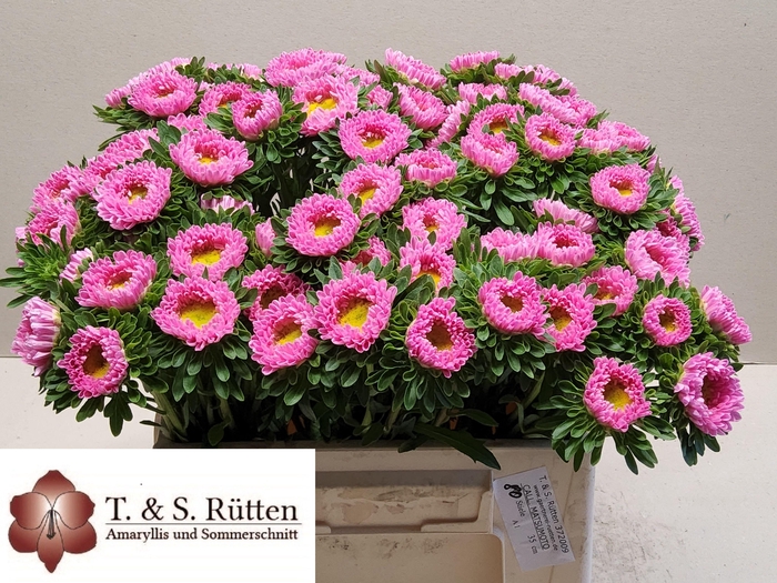<h4>CALLIS MATS PINK</h4>