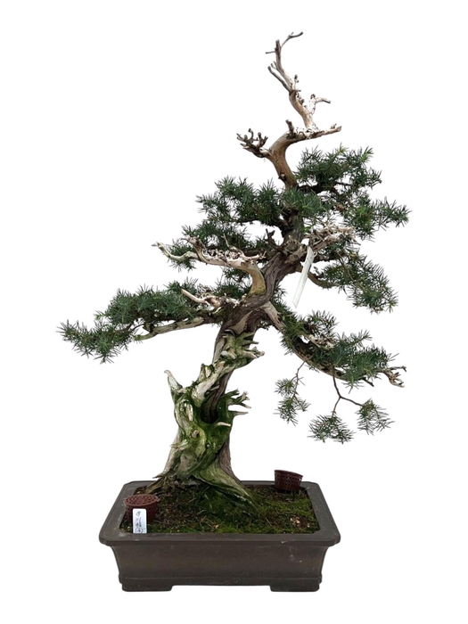 <h4>Juniperus rigida, 31cm.,height 75cm. (single item)</h4>