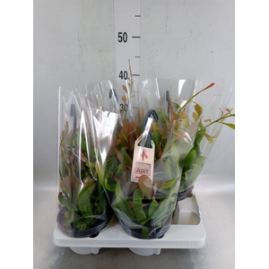 Rhipsalis   ...