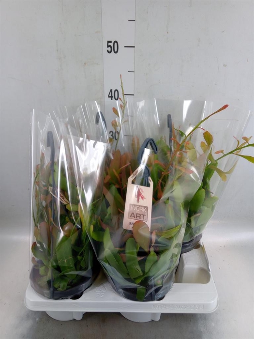 <h4>Rhipsalis ...</h4>