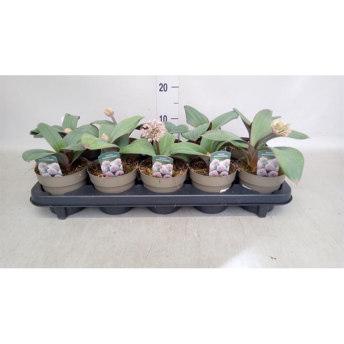 <h4>Allium  'Ostara'</h4>