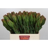 Leucadendron Laurel Yellow