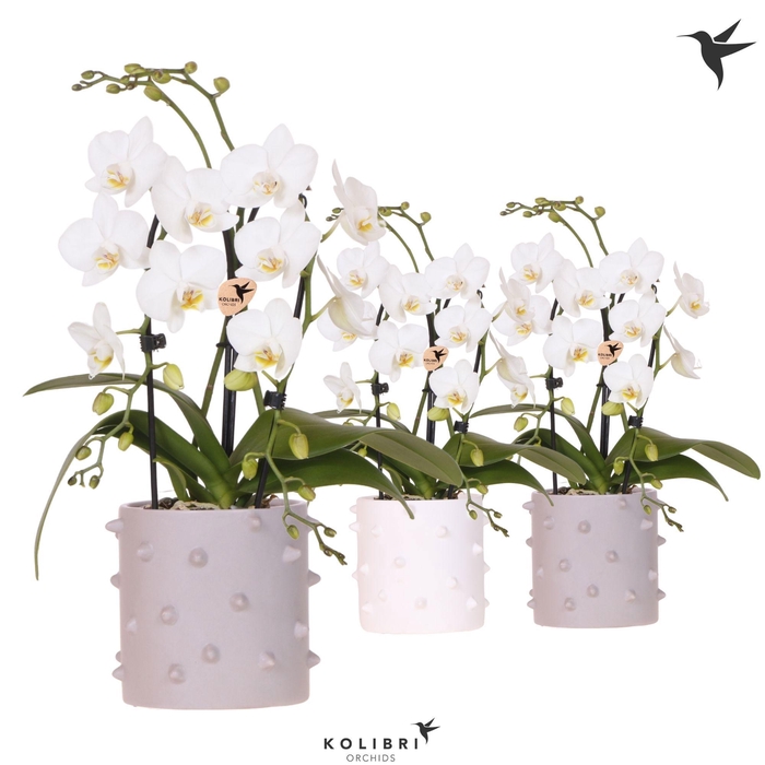 <h4>Kolibri Orchids Phalaenopsis Cascade Niagara Fall white 2 spike in Spike pot mix</h4>