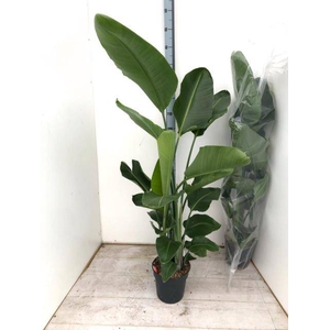 STRELITZIA NICOLAI