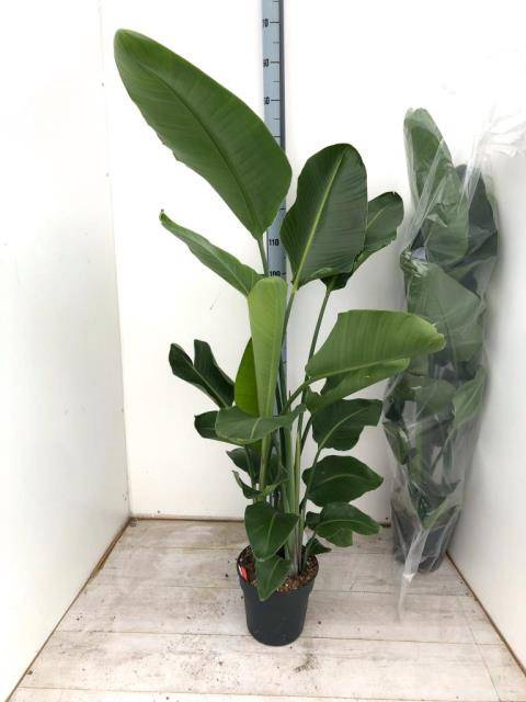 <h4>STRELITZIA NICOLAI</h4>