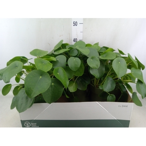 Pilea peperomoides
