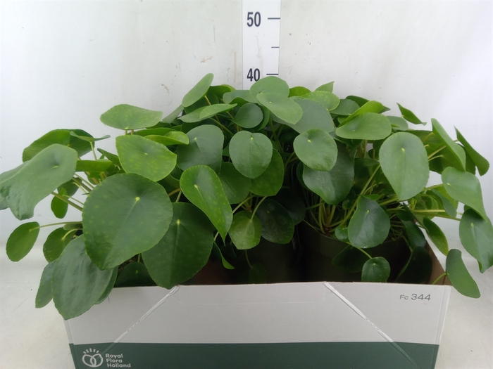 <h4>Pilea peperomoides</h4>