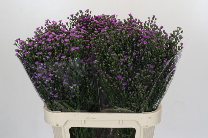 <h4>Aster Baby Pink</h4>