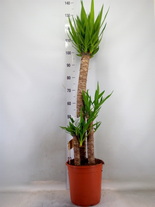 <h4>Yucca   ...</h4>