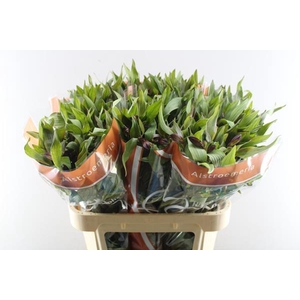 Alstr Hiphop (oranje)