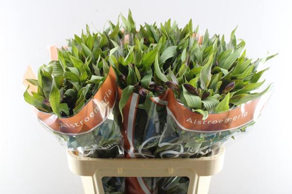 <h4>Alstr Hiphop (oranje)</h4>