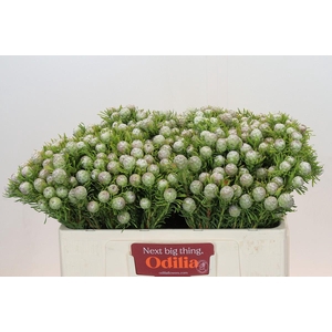 Leucadendron Ayoba Jade Pearl Spray