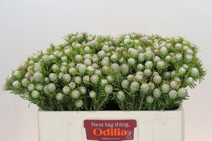 <h4>Leucadendron Ayoba Jade Pearl Spray</h4>