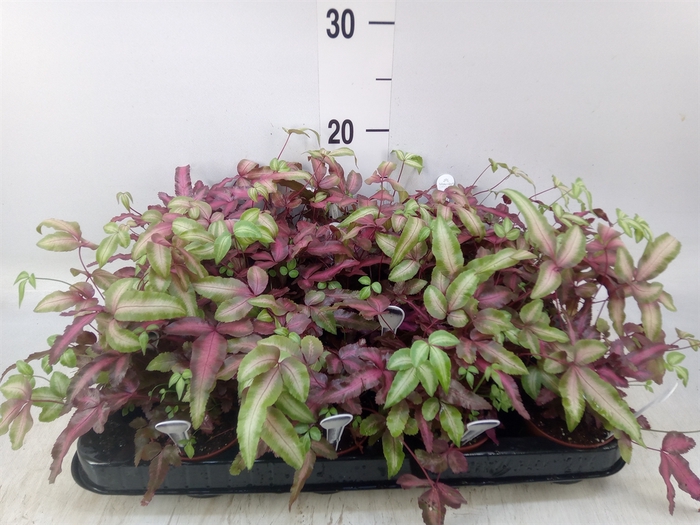 <h4>Pteris cretica 'Albolineata'</h4>