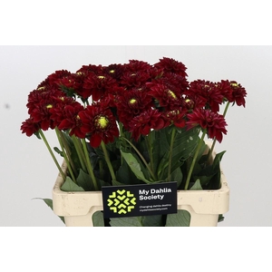 Dahlia BA 'Red Fox'