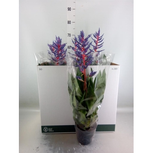 Aechmea  'Blue Rain'