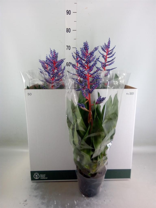 <h4>Aechmea  'Blue Rain'</h4>