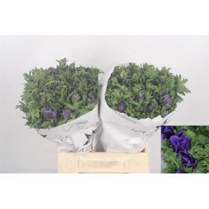 Anemone Mistral Blue
