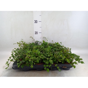 Pellaea rotundifolia