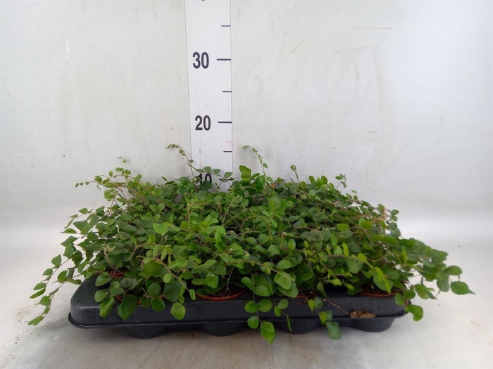 <h4>Pellaea rotundifolia</h4>