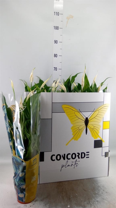 <h4>Spathiphyllum  'Sweet Benito'</h4>