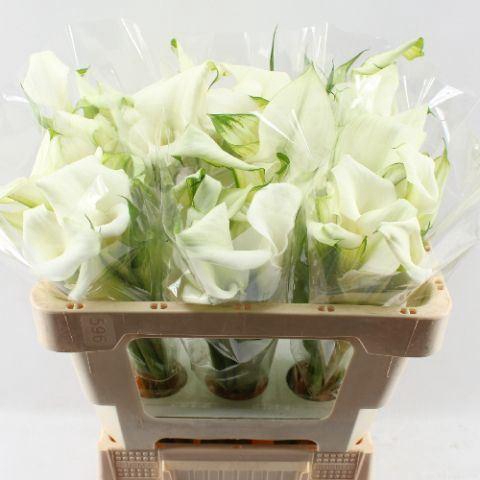 <h4>CALLA CRYSTAL BLUSH</h4>