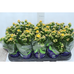 KALANCHOE DOBRADO P11 AMARELO